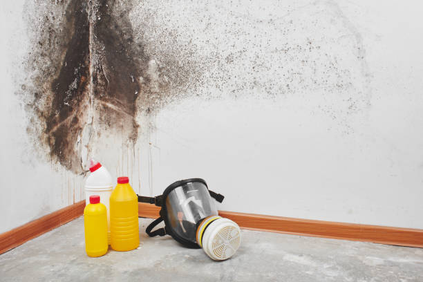 Attic Mold Removal in Powdersville, SC