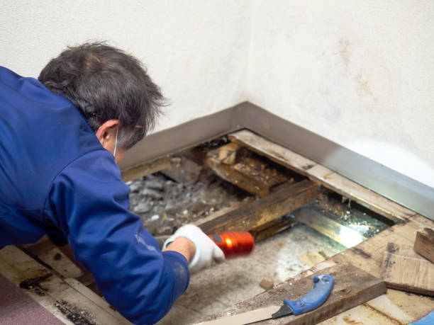 Best Mold Cleaning Services  in Powdersville, SC