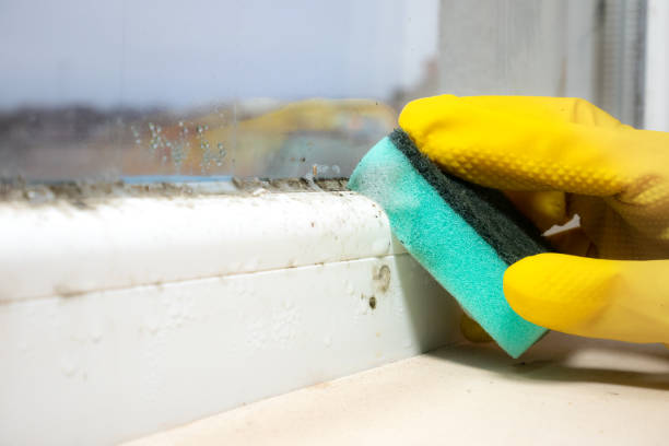 Best Certified Mold Removal  in Powdersville, SC