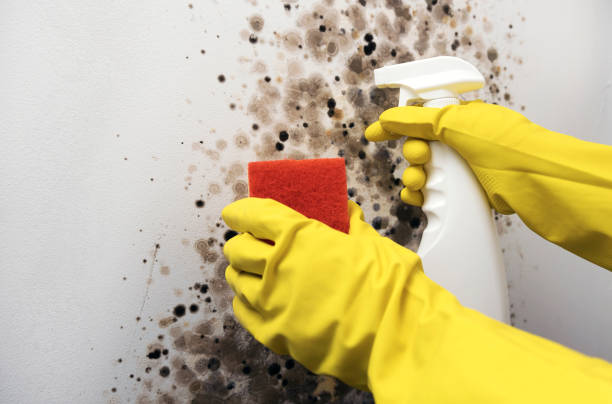 Professional Mold Removal in Powdersville, SC