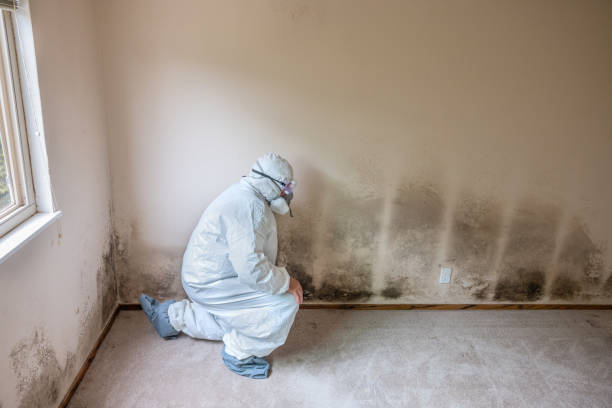 Best Residential Mold Removal  in Powdersville, SC