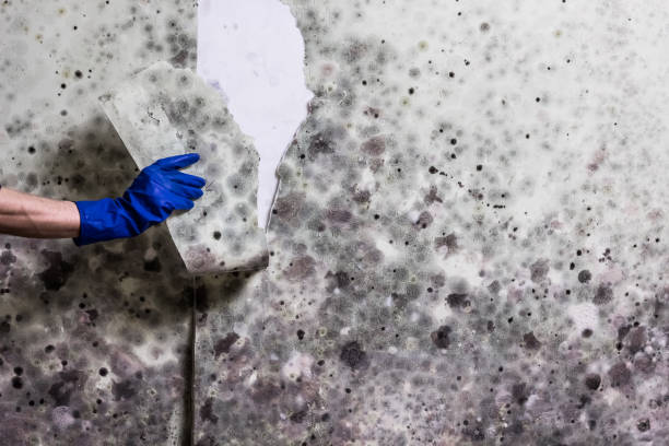 Best Same-Day Mold Removal  in Powdersville, SC