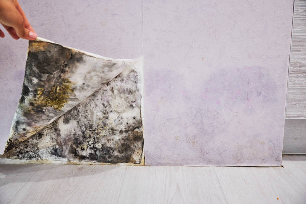 Best Mold Damage Repair  in Powdersville, SC